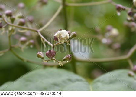 Common Catalpa Flower Buds - Latin Name - Catalpa Bignonioides