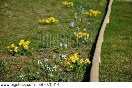 Flowery Meadow Early In Spring, Founded A Year Ago By Narcissus Muscari Behind A Low Wooden Pole Enc