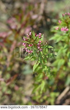 Mosquito Flower - Latin Name - Lopezia Coronata