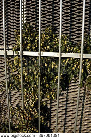 A Self-sticking Plant That Does Not Fall Most Inflorescences Like Hedera Helix 'goldheart' In Summer