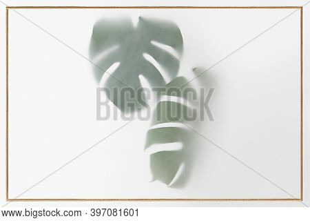 Monstera delicosa plant leaves shadow with golden frame