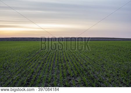 Close Up Young Green Wheat Seedlings Growing In A Soil On A Field In A Sunset. Close Up On Sprouting