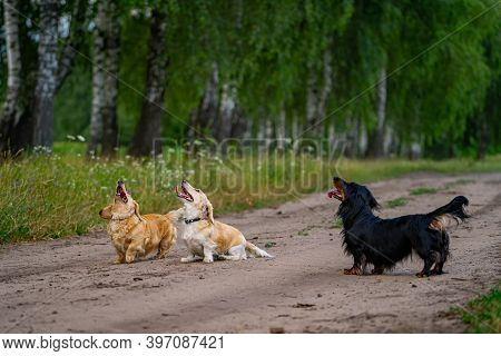 Three Dogs Jumping And Trying To Catch A Dron. Nature Background. Small Breeds Of Pets.