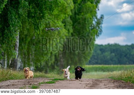 Cheerful And Cute Group Of Small Breed Dogs On Nature Background. Domestic Pets Are Running To Catch