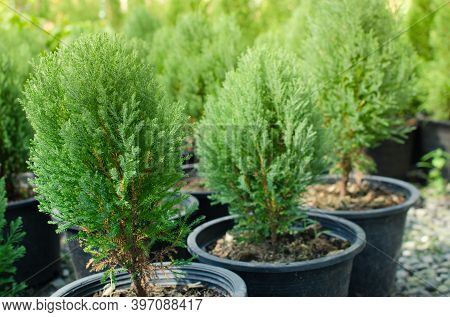 Cypress Branch Or Christmas Evergreen Tree On Selective Focus.