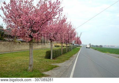 Prunus Sargentii 'rancho' Alley Height: 8 - 10 M Crown: Wide Vase To Round, Half-open Crown, Caprici