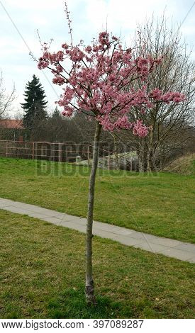 Prunus Sargentii 'rancho' Alley Height: 8 - 10 M Crown: Wide Vase To Round, Half-open Crown, Caprici
