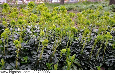 Euphorbia Amygdaloides Var Robbiae Shiny Green Leaves Greenish Flowers Plant In Park Green Poisonous