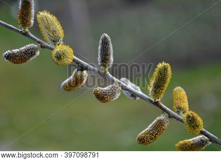 Salix Irrorata Produces A Slightly Thinner, Erect Shrub, Especially White Even Blue White Shoots. Sm