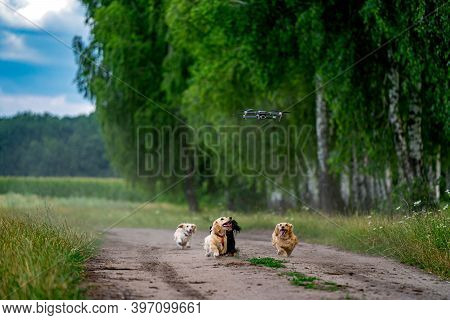 Small Breed Dog Running Outdoor. Happy Walk Of A Dog. Dog On Nature Backgound. Small Breeds.