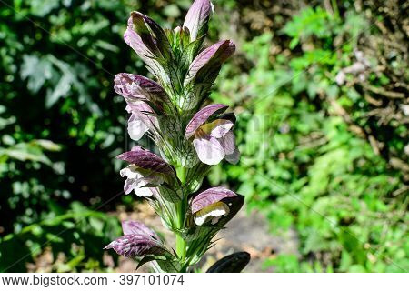 Many Small White Flowers Of Acanthus Mollis Plant, Commonly Known As Bear's Breeches, Sea Dock, Bear