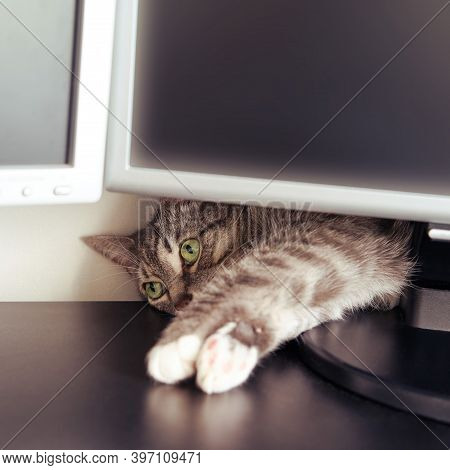 Pet Is Lying Behind The Monitor Of The Home Office Computer On The Table. Lockdown And Remote Work F