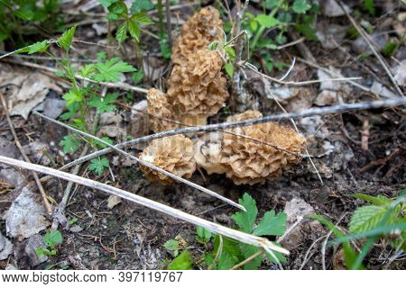 Morchella, The True Morels, Is A Genus Of Edible Sac Fungi Closely Related To Anatomically Simpler .