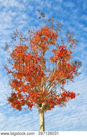Autumn.  Ornamental Tree With Bright Red Leaves Against Blue Sky On Sunny Day. Lagerstroemia ( Crepe