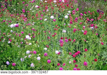 Flowerbed Of Colorful Colors Of Prairie Flowers In An Urban Setting Attractive For Insects And Butte