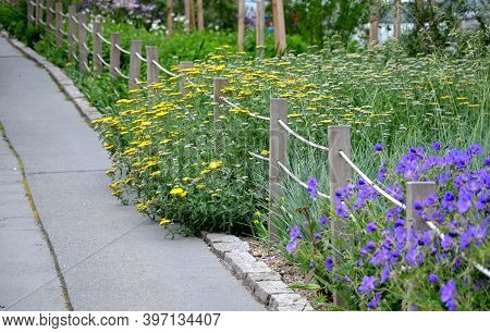The Flowering Flower Bed In The City Park Blooms Here With Blue And Yellow Flowers, Which Are Separa