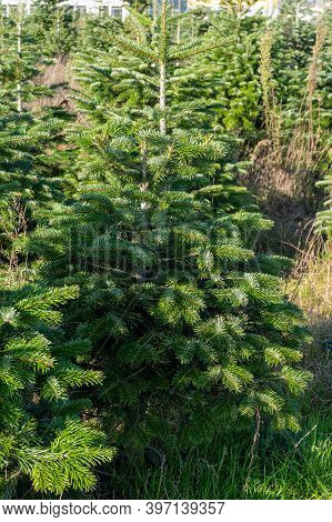 Plantation Of Evergreen Nordmann Firs, Christmas Tree Growing Ourdoor