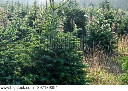 Plantation Of Evergreen Nordmann Firs, Christmas Tree Growing Ourdoor