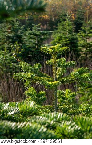Plantation Of Evergreen Nordmann Firs, Christmas Tree Growing Ourdoor