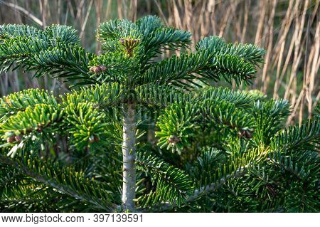Plantation Of Evergreen Nordmann Firs, Christmas Tree Growing Ourdoor