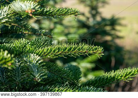 Plantation Of Evergreen Nordmann Firs, Christmas Tree Growing Ourdoor