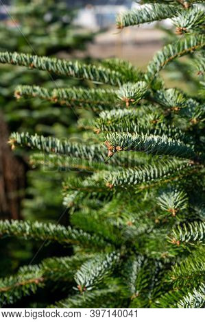 Plantation Of Evergreen Nordmann Firs, Christmas Tree Growing Ourdoor