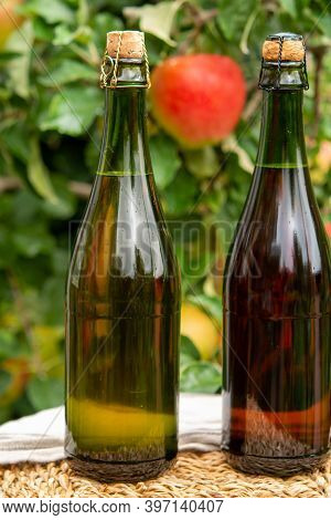 Brut And Rose Apple Cider From Normandy, France And Green Apple Tree With Ripe Red Fruits On Backgro