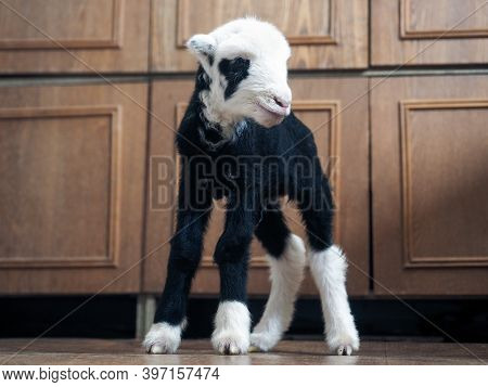 Unique Lamb - A Hybrid Of Sheep And Goat Bred In Russia