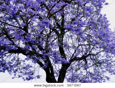 Jacaranda Tree