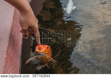 Koi Carp Cyprinus Rubrofuscus With Mouth Wide Open  Eating From Hand. Feeding Fishes.    Animal Care