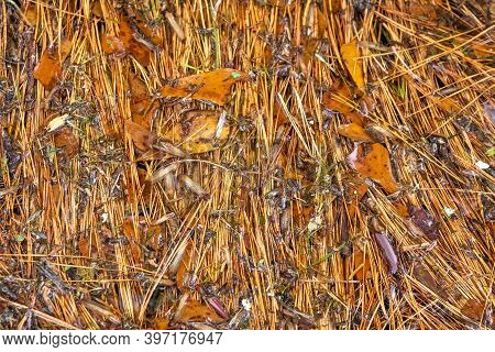 Autumn Vibes With Floating Tree Debris After A Heavy Rainshower. Raleigh, North Carolina.