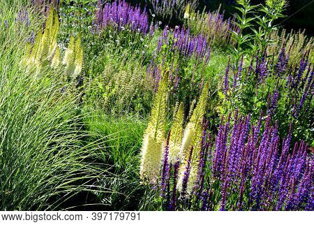 Salvia Nemorosa Eremurus Stenophyllus Prairie Flower Bed With Large Sage Perennials And Tall Yellow 