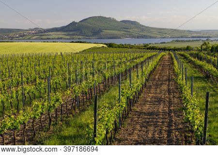 Spring vineyards under Palava near Sonberk, South Moravia, Czech Republic