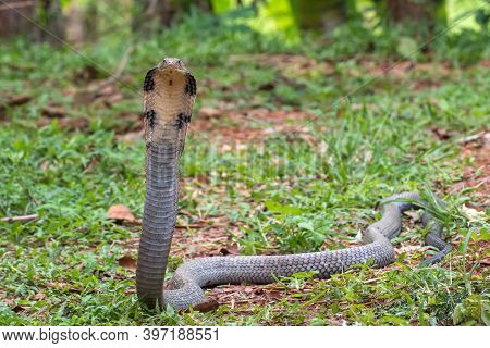 The King Cobra (ophiophagus Hannah) In Defensive Position