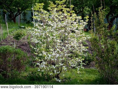 Cornus Kousa Shrub With White Striking Flowers In The Garden Lawn