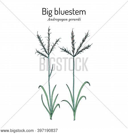 Big Bluestem Andropogon Gerardi , Prairie Grass, State Grass Of Illinois And Missouri. Hand Drawn Bo