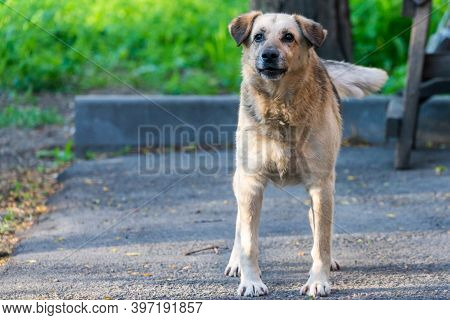 Aggressive Outbred Dog With Dark Ears Guards The Yard.