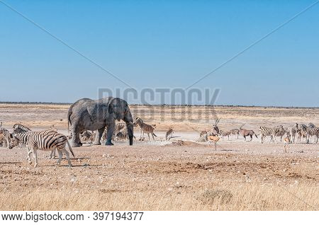 An African Elephant Drinking Water At The Nebrownii Waterhole In Northern Namibia. Burchells Zebras 