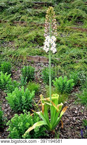 Prairie Flower Bed With Large Sage Perennials And Tall Yellow Tips That Bloom Gradually From Bottom 