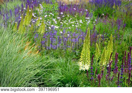 Salvia Nemorosa Eremurus Stenophyllus Prairie Flower Bed With Large Sage Perennials And Tall Yellow 