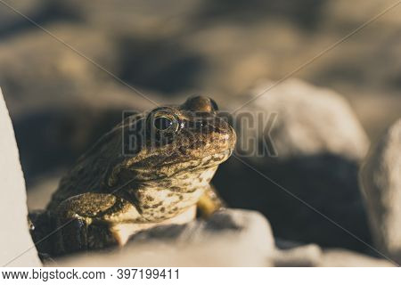 Close Up Taurus Frog (rana Holtzi) View Inside Cinili Lake. Bolkar Mountains, Nigde, Turkey.