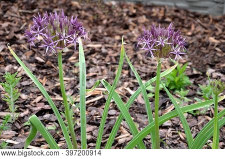 Allium Christophii Ornamental Garlic In The Bark Mulch Garden Park Bulb