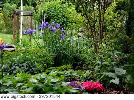 Iris Sibirica Flowerbed In The Garden With Blue Irises And Lush Green Bushes And Hedges
