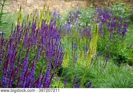 Salvia Nemorosa Eremurus Stenophyllus Prairie Flower Bed With Large Sage Perennials And Tall Yellow 
