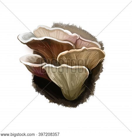 Meripilius Sumstinei Mushroom Digital Art Illustration. Giant Polypore Watercolor Print, Black-stain