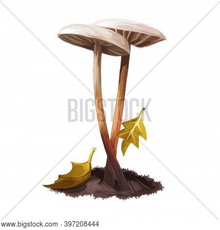 Mycetinis Alliaceus Digital Art Illustration. Mushroom Watercolor Print, Natural Organic Meal With F