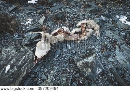 Skin Head Skull Of A Wild Ram On The Rocks. The Ruthless Extermination Of The Red Data Book Species.