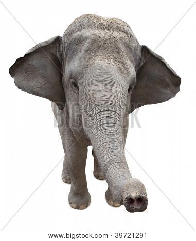 Elefante asiatico isolata on white background