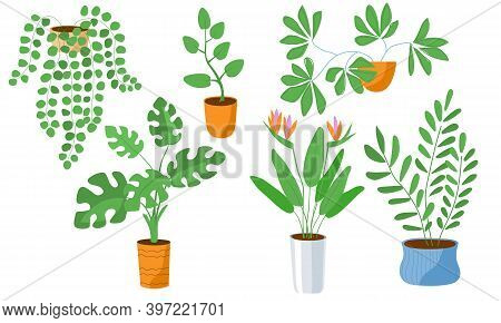Home Plants In Flower Pots Set. Strelitzia Monstera Deciduous Flowering Hanging. Clip Art For Invita