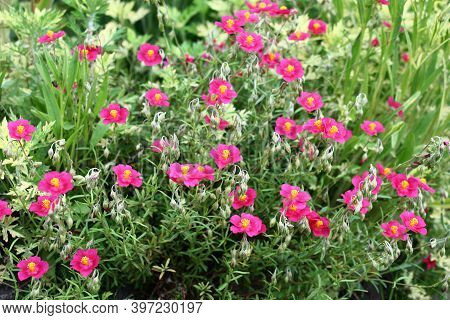 Beginning Of Summer.in A Decorative Garden The Helianthemum Bush Blossoms In Pink Flowers With Yello